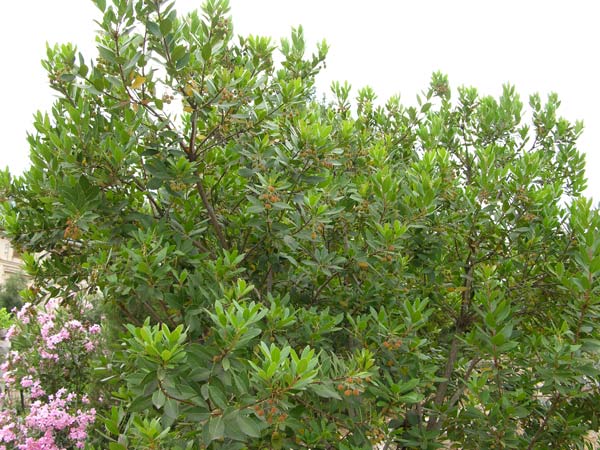 arbutus unedo 02