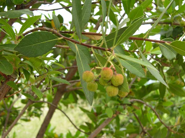 arbutus unedo 03