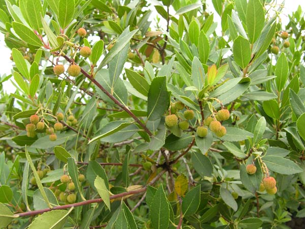 arbutus unedo 04