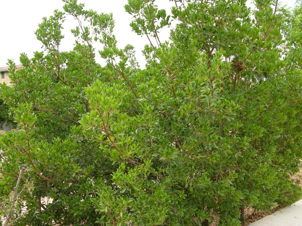 arbutus unedo 05