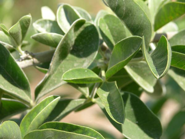 argyrocytisus battandieri 1