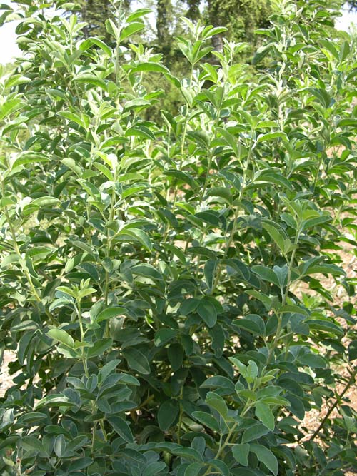 argyrocytisus battandieri 2