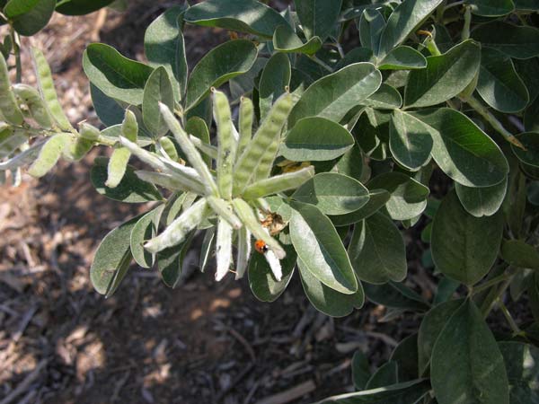 argyrocytisus battandieri 3
