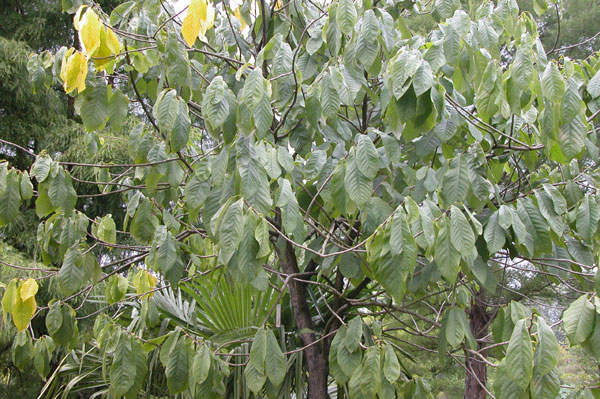 asimina triloba 01