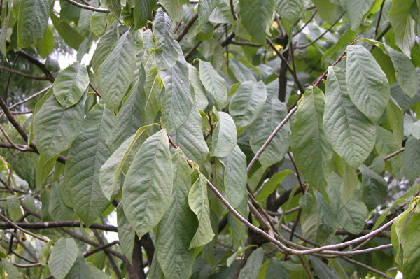 asimina triloba 02