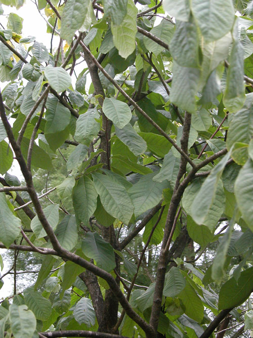asimina triloba 03