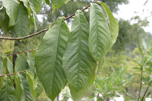 asimina triloba 04