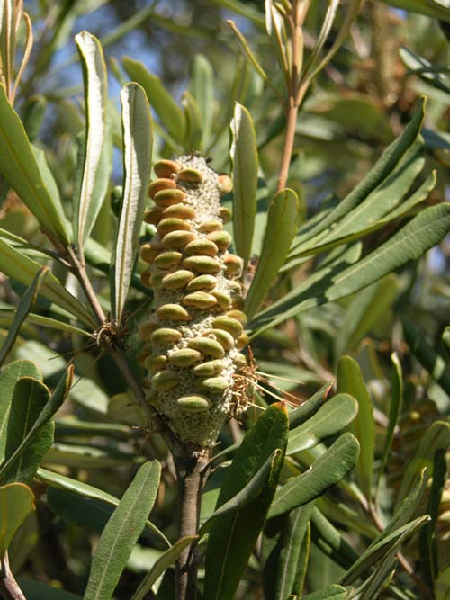 banksia integrifolia 01