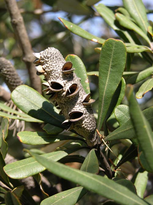 banksia integrifolia 02