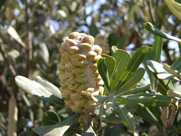 banksia integrifolia 03