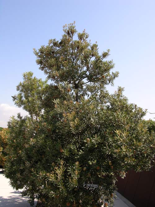 banksia integrifolia 04