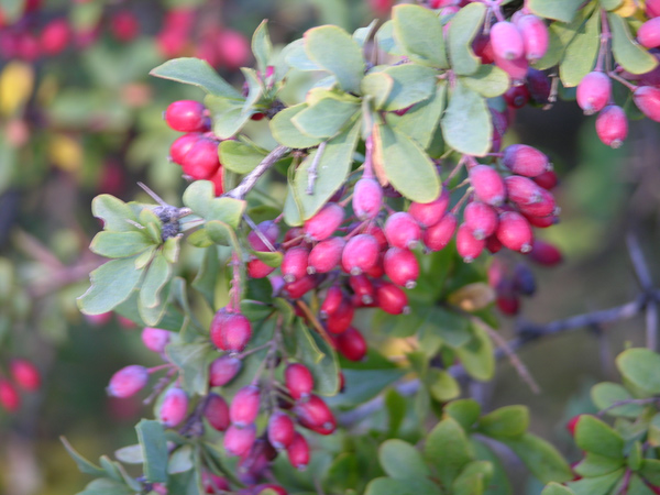 berberis cretica 01