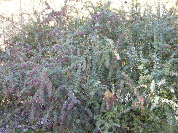 berberis cretica 02
