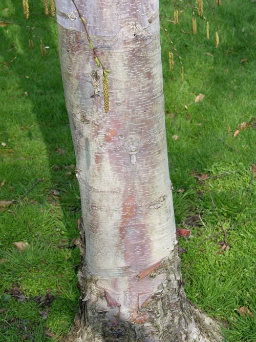 betula albo sinensis 1