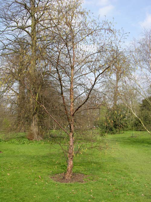 betula albo sinensis 2