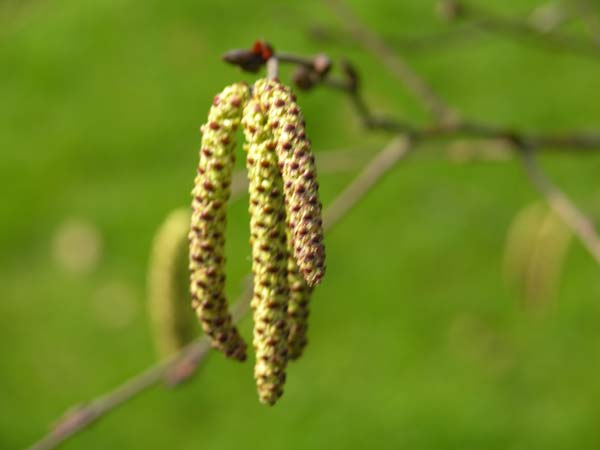 betula albo sinensis 3