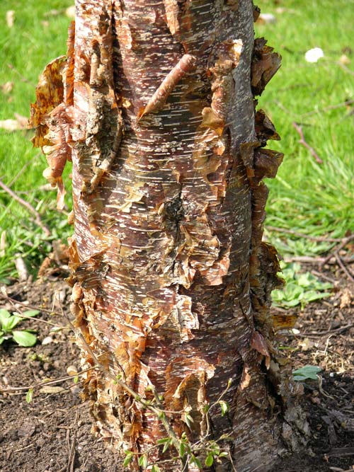 betula albo sinensis 4