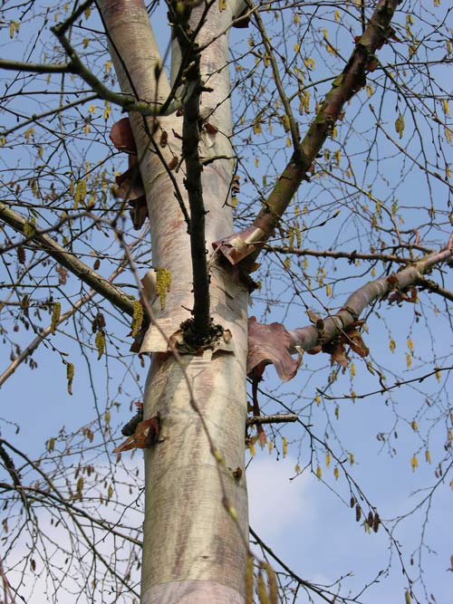 betula albo sinensis 5
