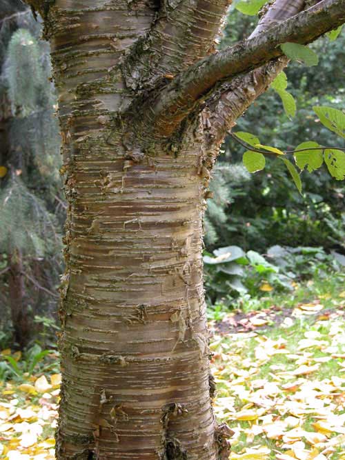betula alleghaniensis 01