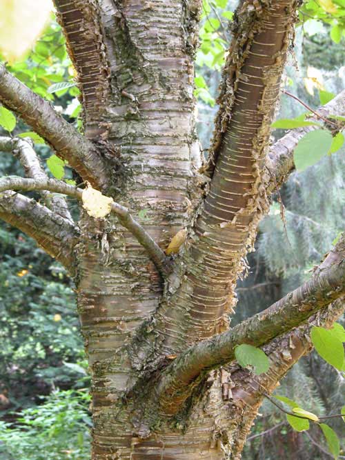 betula alleghaniensis 02
