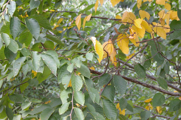 betula alleghaniensis 03