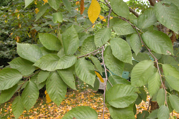 betula alleghaniensis 05