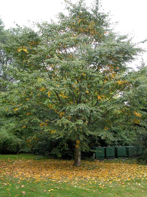 betula alleghaniensis 06