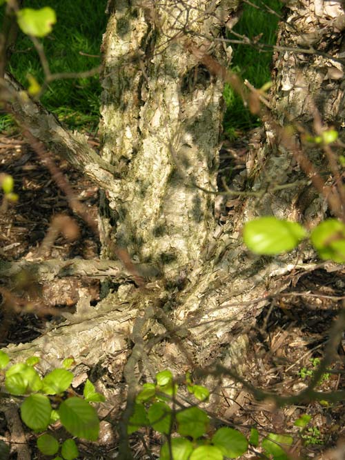 betula davurica 01