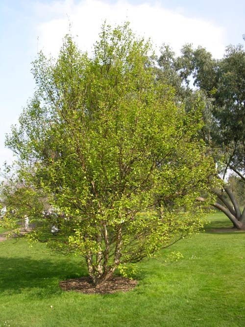 betula davurica 02