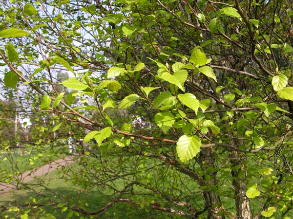 betula davurica 03
