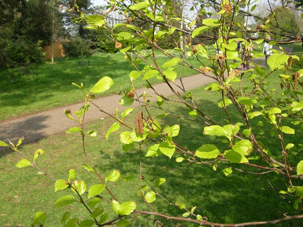 betula davurica 04