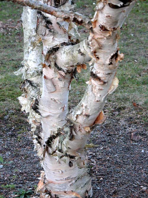 betula ermanii 01