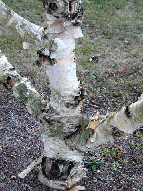 betula ermanii 02
