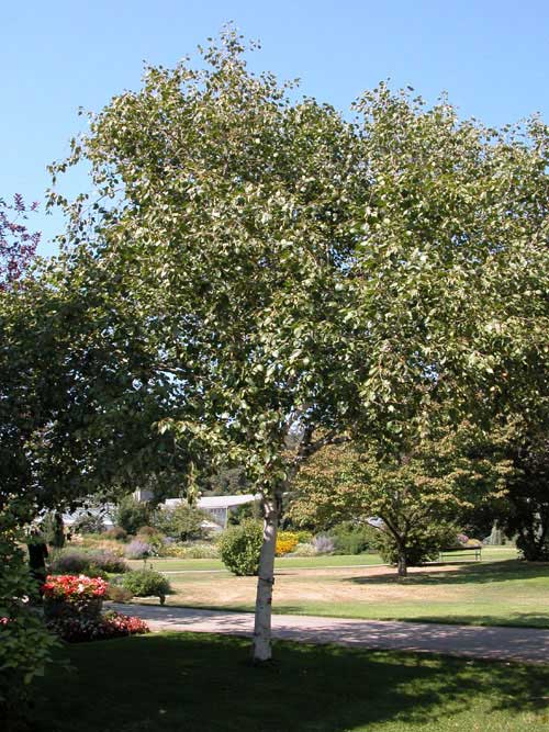 betula jaquemontii 01