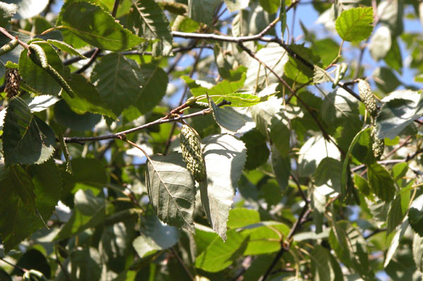betula jaquemontii 02