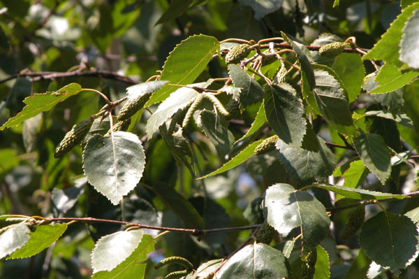 betula jaquemontii 03