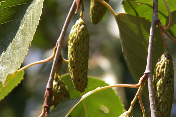 betula jaquemontii 04