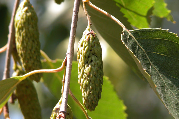 betula jaquemontii 05