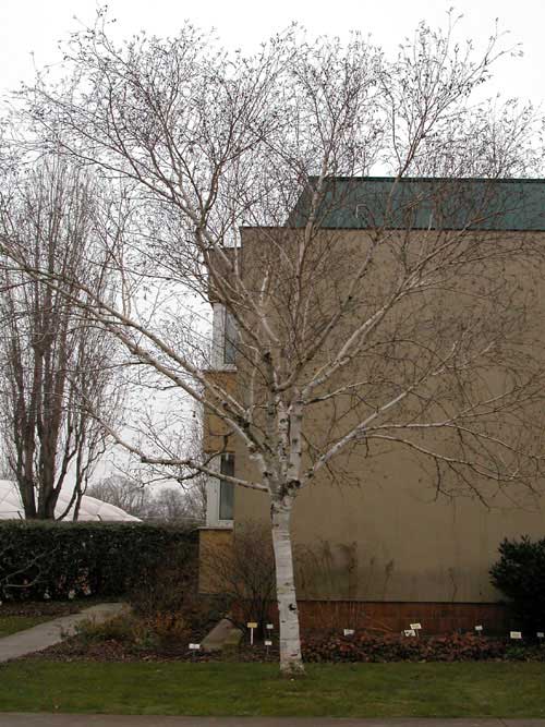betula jaquemontii 06