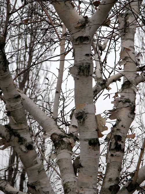 betula jaquemontii 07