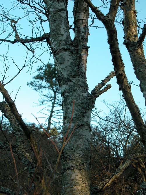 betula kusmisscheffii 01