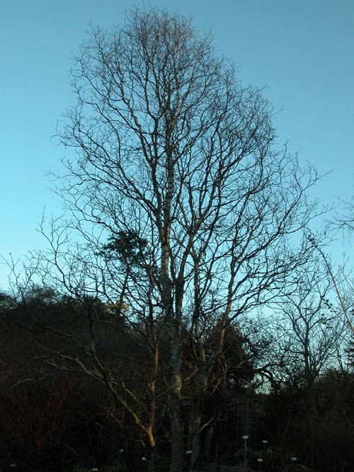 betula kusmisscheffii 02