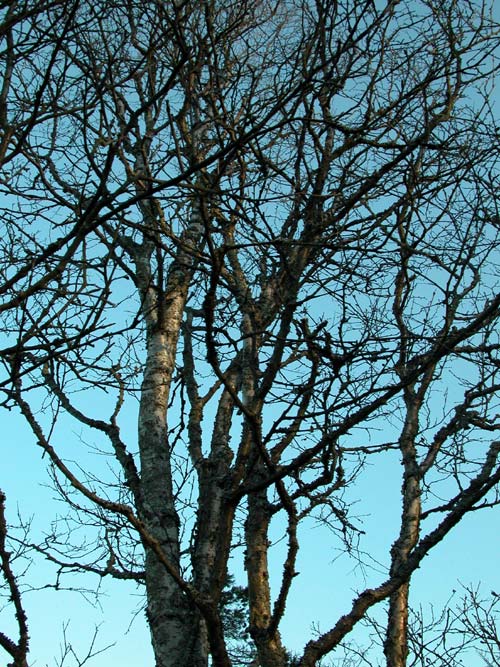 betula kusmisscheffii 03
