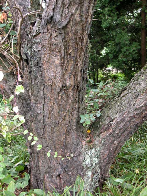 betula nigra 01