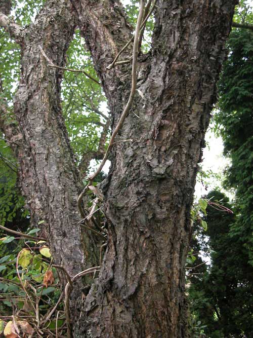 betula nigra 02
