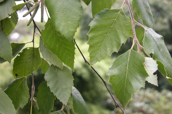 betula nigra 03