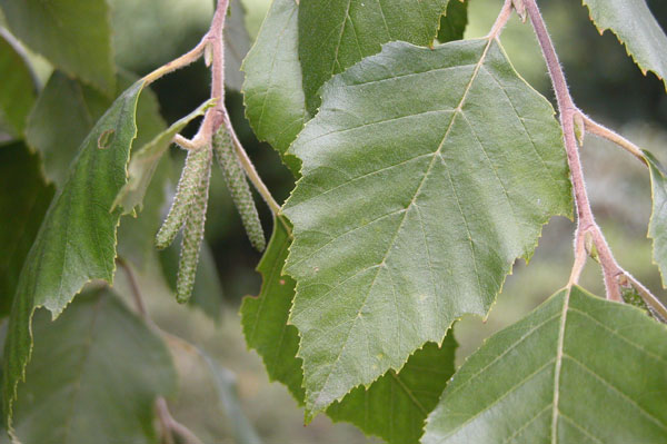 betula nigra 04