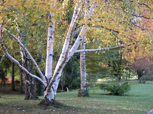 betula papyrifera 01