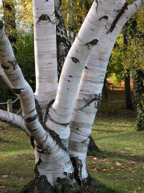 betula papyrifera 02