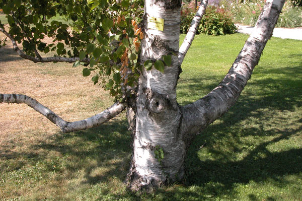 betula papyrifera 03